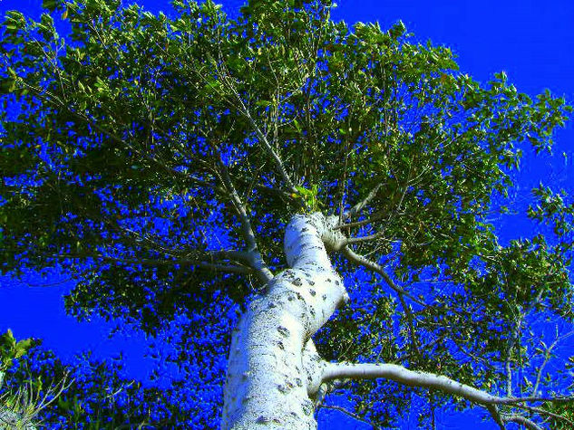 QUE NIÑO NO SOÑO CON TENER UNA CASA EN UN ARBOL Naturaleza Color (Digital)