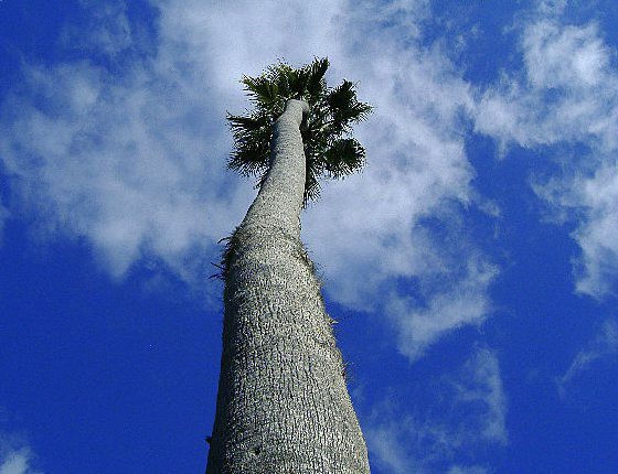 SUBIENDO POR ESTA PALMERA PODRE DARLE LA MANO A DIOS