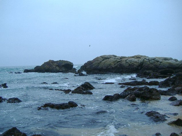 DIAS DE TRISTEZA SE APRECIA UNA GAVIOTA BUSCANDO SU RUMBO