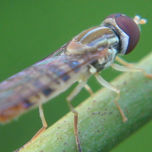 INSECTOS thumbnail 1