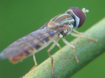 FLOWER FLY -...