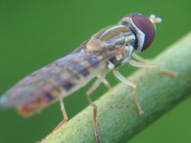 FLOWER FLY - Toxomerus geminatus - INSECTOS DE ARGENTINA