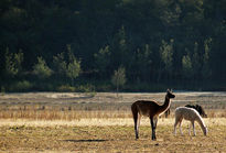 Llamas al atardecer