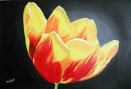 Tulipan