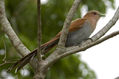 Aves parque megua