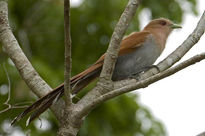 Aves parque megua