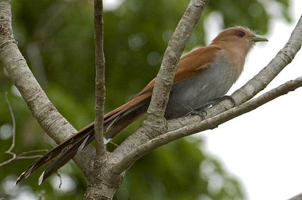Aves parque megua