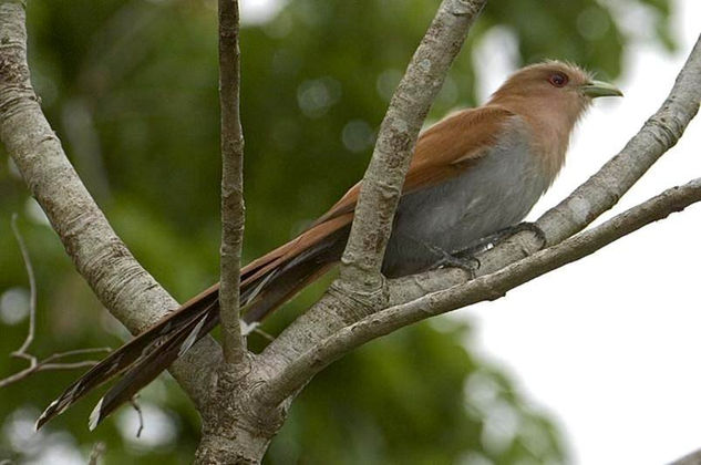 AVES PARQUE MEGUA 