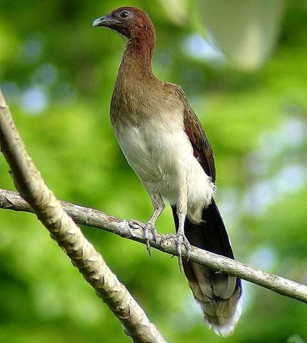 Aves silvestres