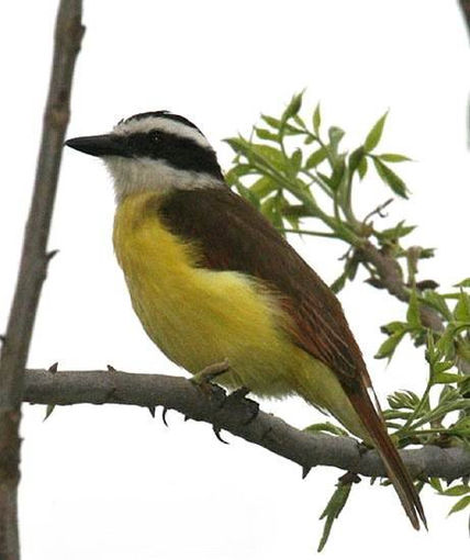 Pajaros