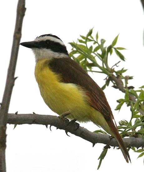 PAJAROS