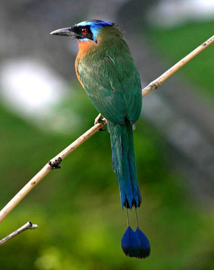 AVES PARQUE MEGUA 