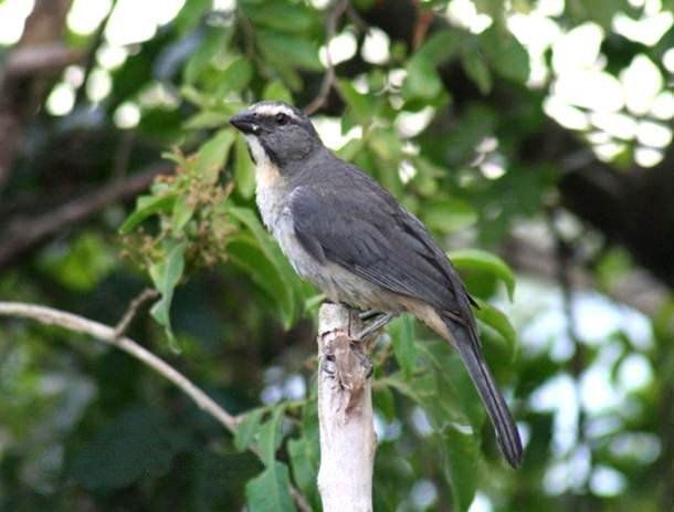 AVES PARQUE MEGUA