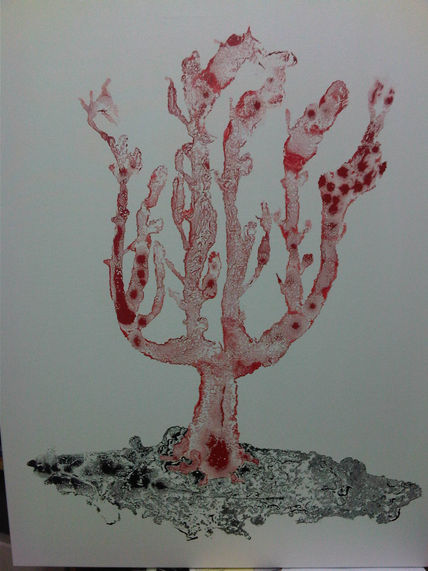 Gorgonia