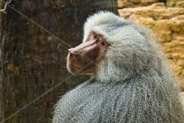 Mandril