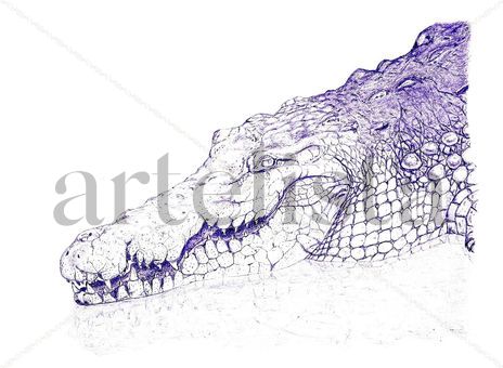Caiman