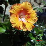 FOTOGRAFÍAS DE FLORES thumbnail 1