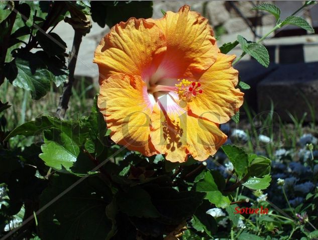 Hibiscus Naturaleza Color (Digital)