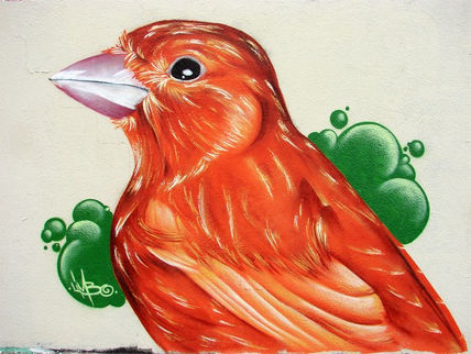Canario rojo