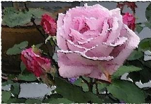 Rosa y pinpollo