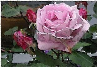 Rosa y pinpollo