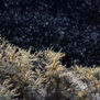 caldera plants