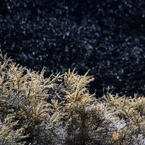 Caldera plants