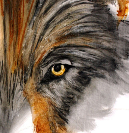 Wolf