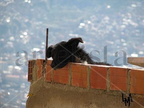 Vida de perro