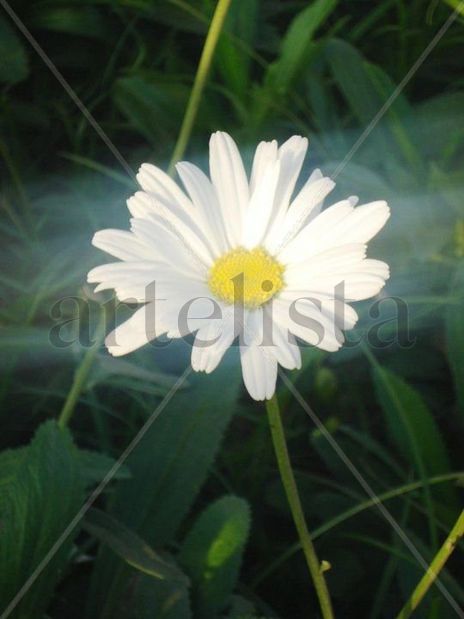 Flor