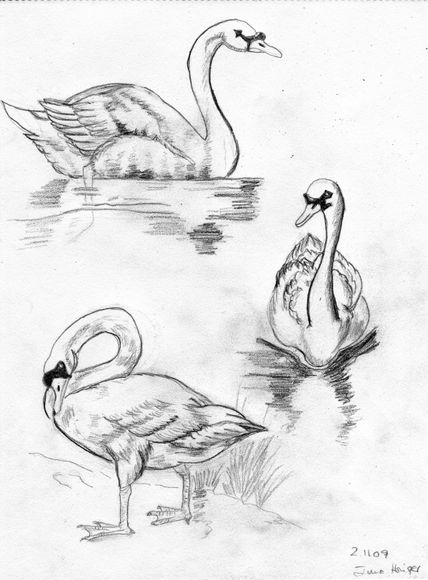 Cisnes