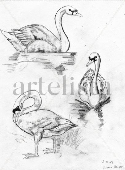 Cisnes Pencil