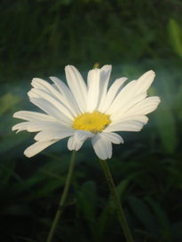 Hada de los petalos