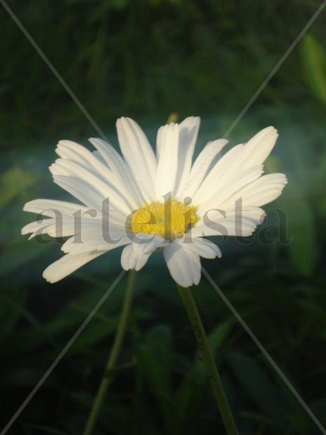 Hada de los petalos