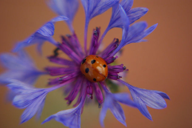 Flor Naciene 