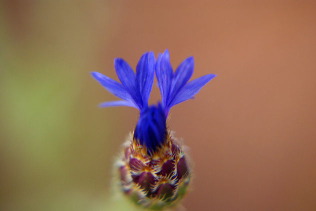 flor de otoño 