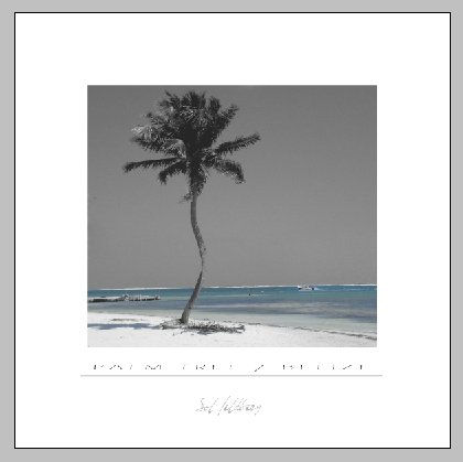 P a l m   t r e e...