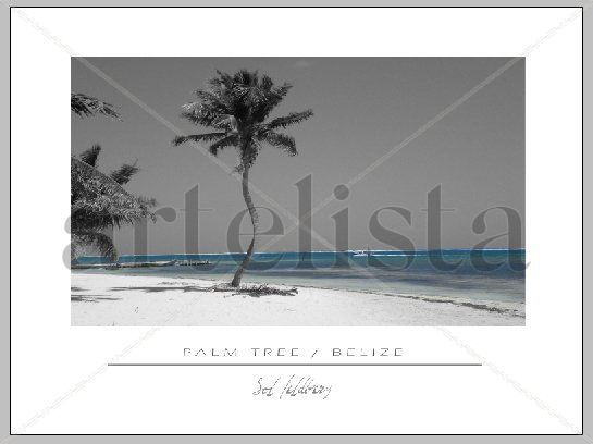 P A L M   T R E E   /   B E L I Z E