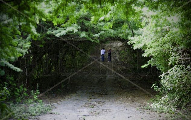 Adentrándose en el Bosque 