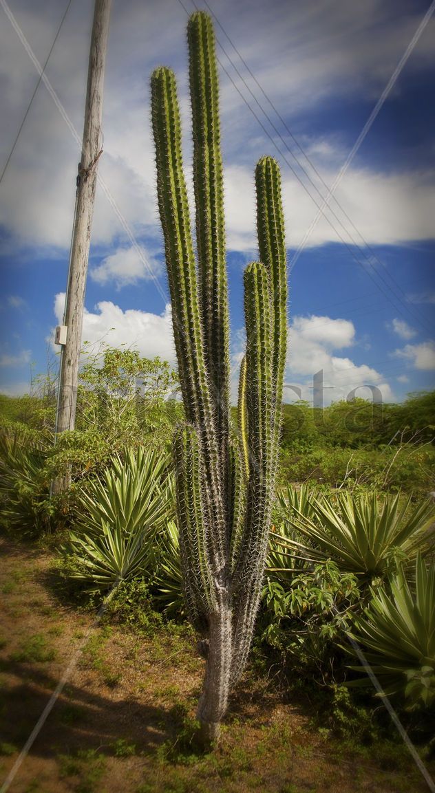 Cactus