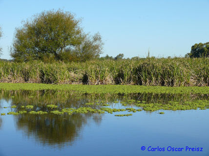 Reflejos 2