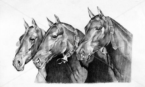 Animales