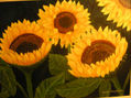 Girasoles