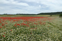 Campo de amapolas y...