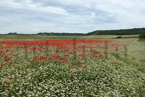 Campo de amapolas y...