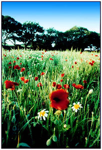 Campo en primavera