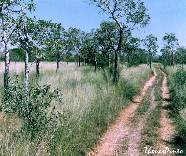 SERRADO DO MEU ESTADO DO TOCANTINS BRASIL 