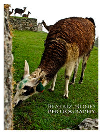 Llamas de Perú