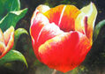 TULIPAN