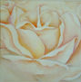Rosa blanca